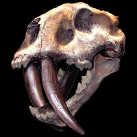 Sabertoothed Tiger - 3D Puff  T Shirt