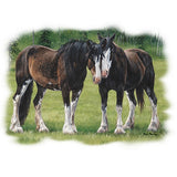 A Special Bond - Horses T Shirt