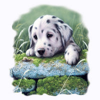 Dalmation Puppy T Shirt