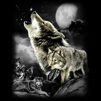 Wolf Wilderness  T Shirt