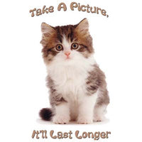 Take a Picture- Kitten T Shirt